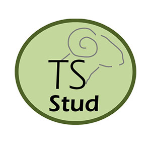 TS Stud